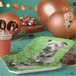 Plato De Papel Staffordshire Bull Terrier Atento,