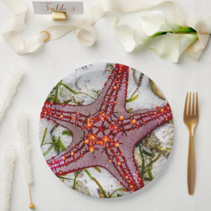 Plato De Papel Starfish, Zanzíbar, Tanzania