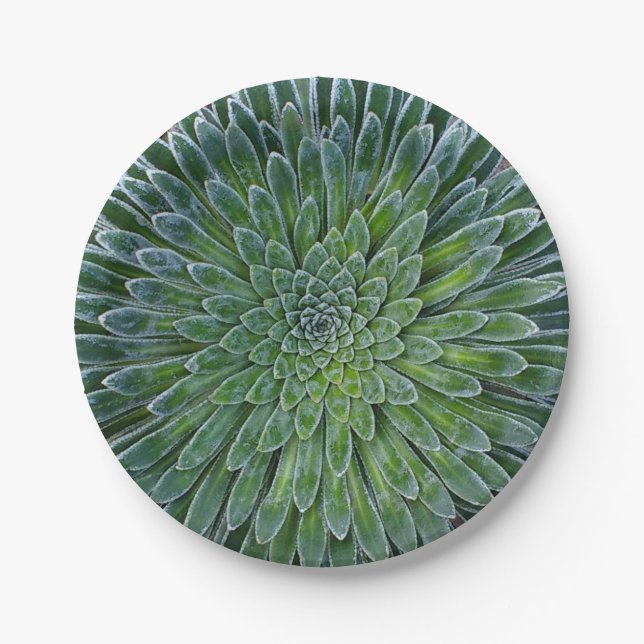 Plato De Papel Suculenta planta del desierto (Anverso)