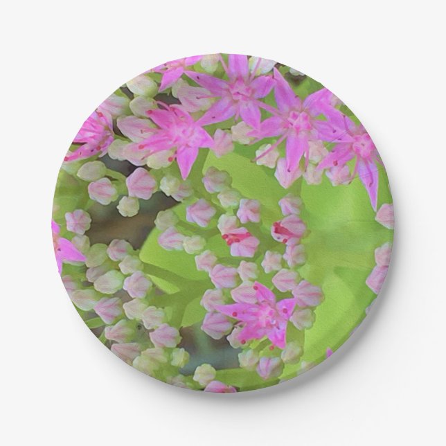 Plato De Papel Suculento sedum rosa caliente con hojas verdes flo (Anverso)