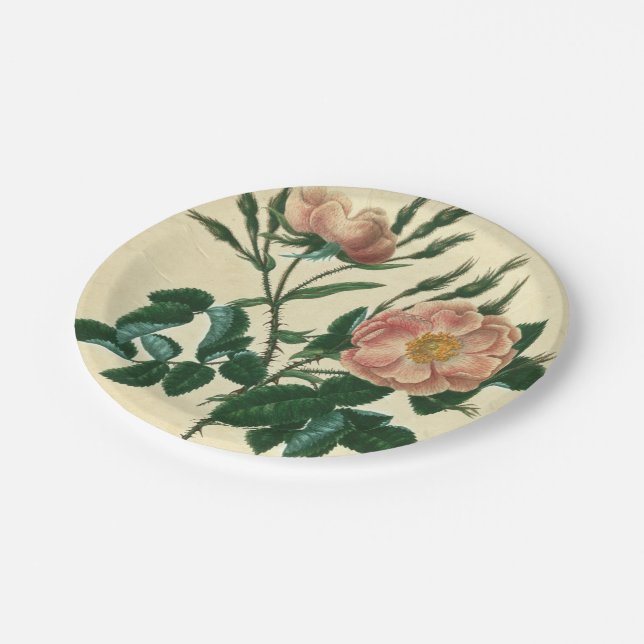 Plato De Papel Sweet Briar Rosa (Angular)