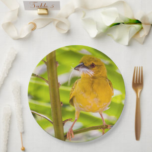 Plato De Papel Tiempo de construir el nido