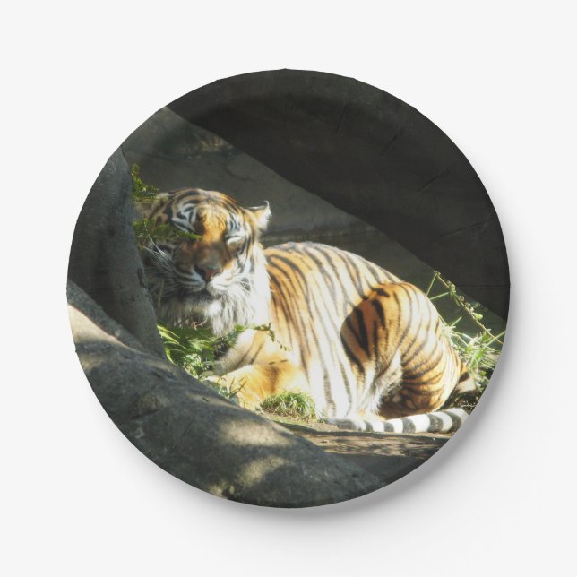 Plato De Papel Tiger Catnap (Anverso)