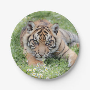 Plato De Papel Tigre fotográfico, animales 0276.