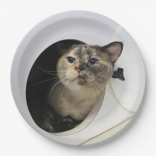 Plato De Papel Toallas de gato