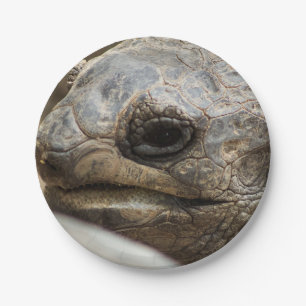 Plato De Papel Tortoise