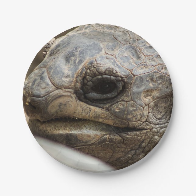 Plato De Papel Tortoise (Anverso)