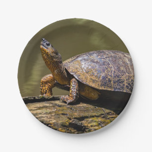 Plato De Papel Tortuga del río Tortuguero - Costa Rica