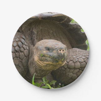 Plato De Papel Tortuga gigante