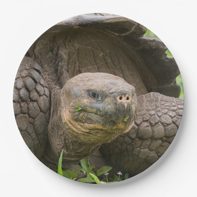 Plato De Papel Tortuga gigante (Anverso)