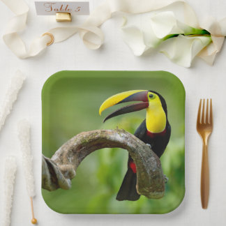 Plato De Papel Toucan sentado en la rama del bosque