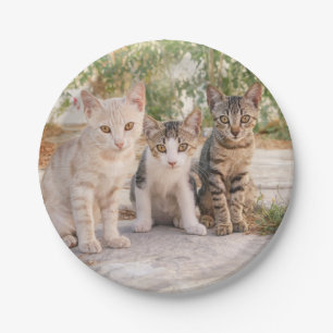 Plato De Papel Tres gatitos de gatos lindos jóvenes se sientan am
