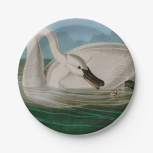 Plato De Papel Trumpeter Swan Birds of America Audubon Print