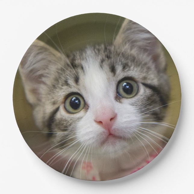 Plato De Papel Un gatito lindo con ojos verdes (Anverso)