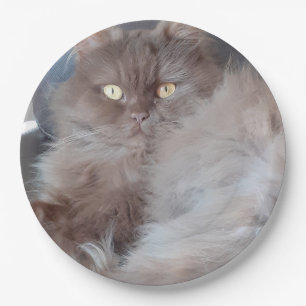 Plato De Papel Un gato mimado