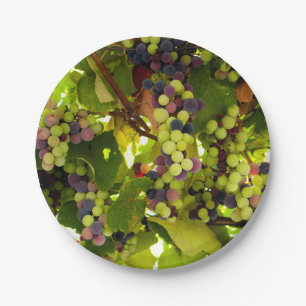 Plato De Papel Uvas verdes y púrpura cultivando en el vino