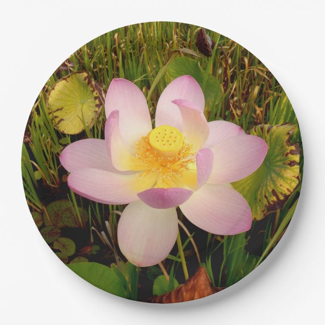 Plato De Papel Water Lily Paper Plate (Anverso)