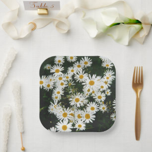 Plato De Papel White Oxeye Daisy, Moon Daisy Meadow