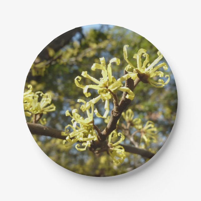 Plato De Papel Witch Hazel Flowers (Anverso)