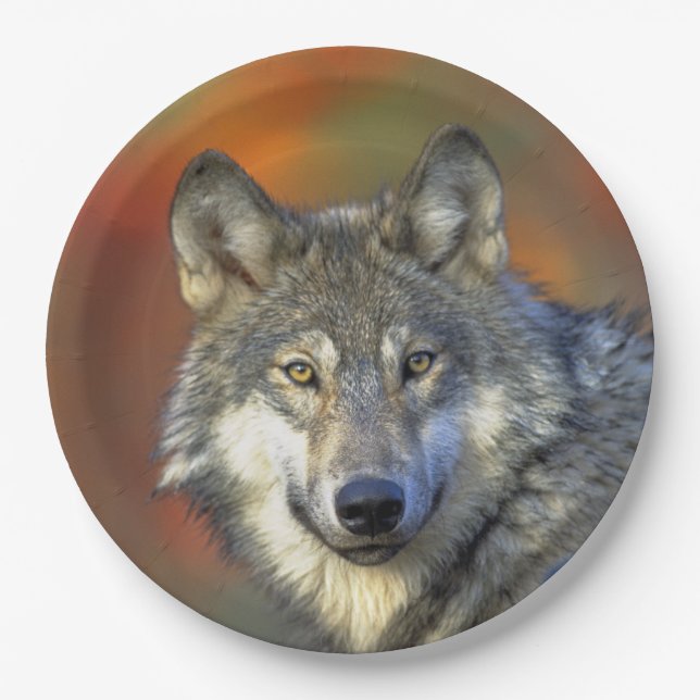 Plato De Papel Wolf_2015_0302 (Anverso)