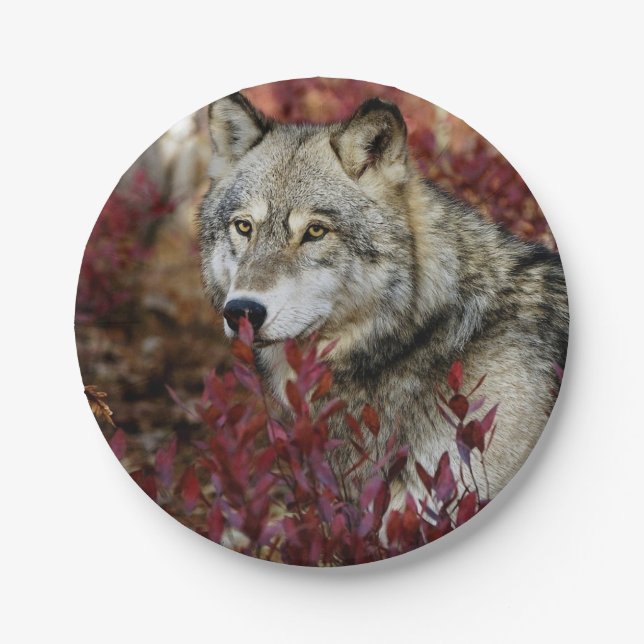 Plato De Papel Wolf In Fall Foliage (Anverso)
