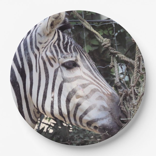 Plato De Papel Zebra (Anverso)