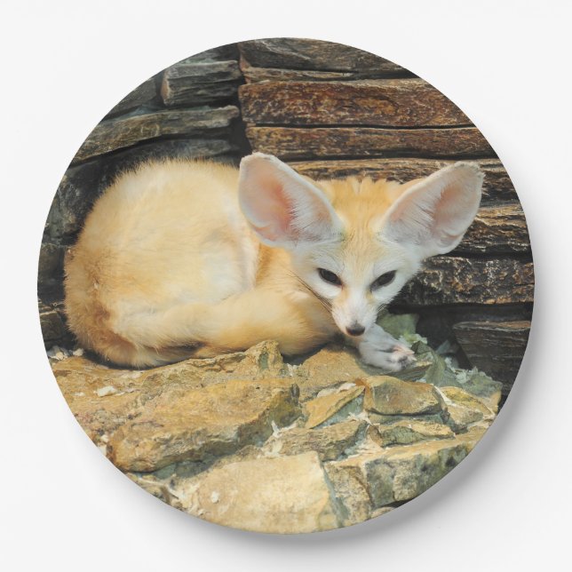Plato De Papel Zorro lindo del fennec (Anverso)