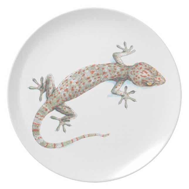 Plato gecko (Frente)