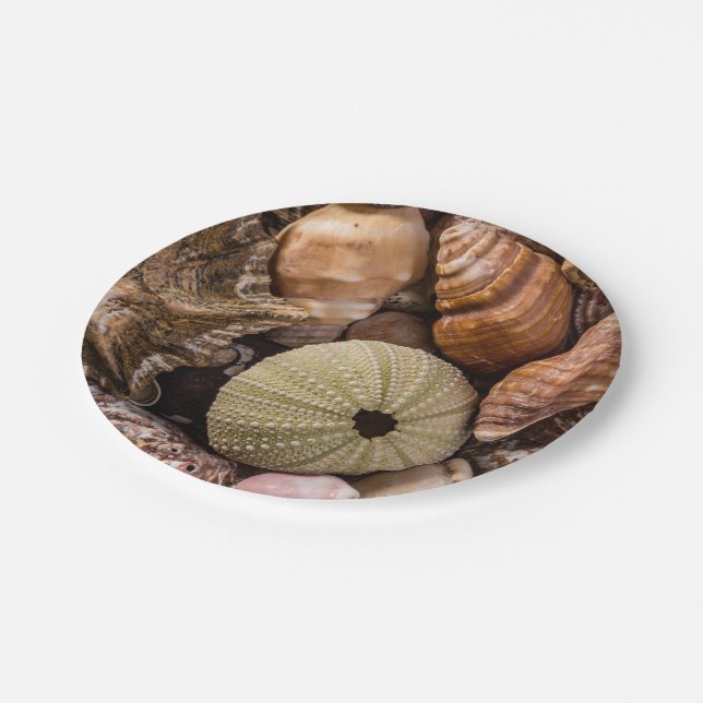 Platos de Papel de Conchas Marinas Mixtas (Angular)