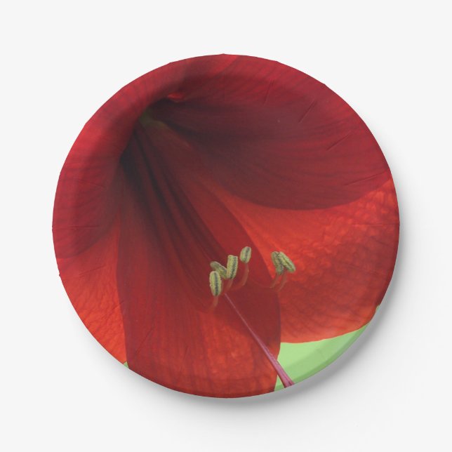Platos de papel de flor de amarilis roja (Anverso)