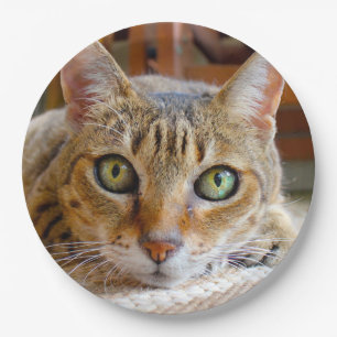 Platos de papel de gato