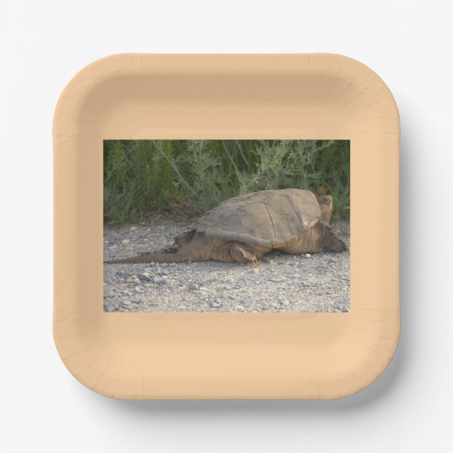 Platos de papel de tortuga (Anverso)