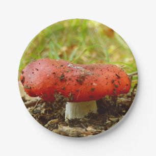 Platos de papel Russula Emetica