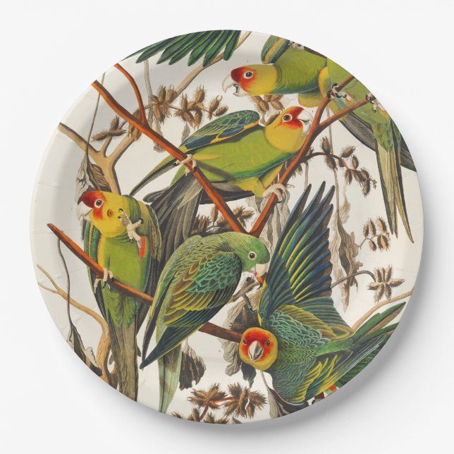 Platos de papel únicos para pájaros tropicales (Anverso)