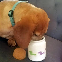 Perro Wiener Dachshund Treat Jar Personaliza