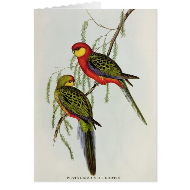 Platycercus Icterotis (Frente)