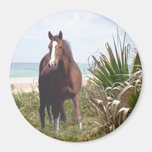 Playa del imán del caballo
