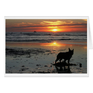 Playa del perro
