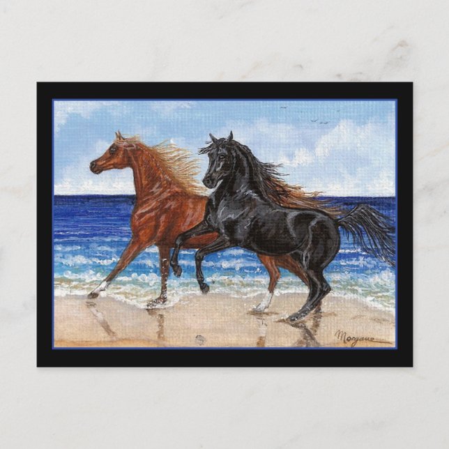 Playa Gallop Postal de caballos árabes (Anverso)