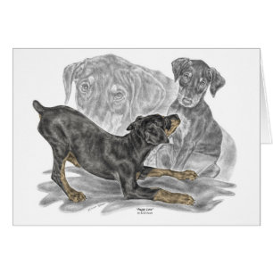 Playas Doberman Pinscher