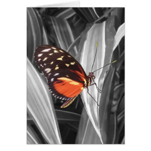Pleasantville Butterfly - Tarjeta de arte de 5" x 