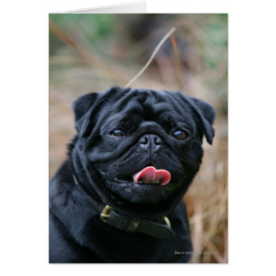 Plegando sobre el Pug negro mientras mira la cámar