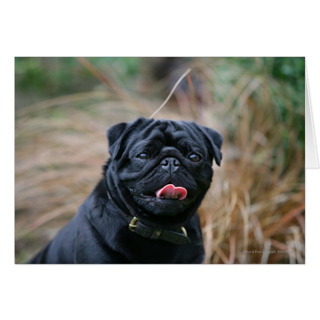 Plegando sobre el Pug negro mientras mira la cámar (Anverso (Horizontal))
