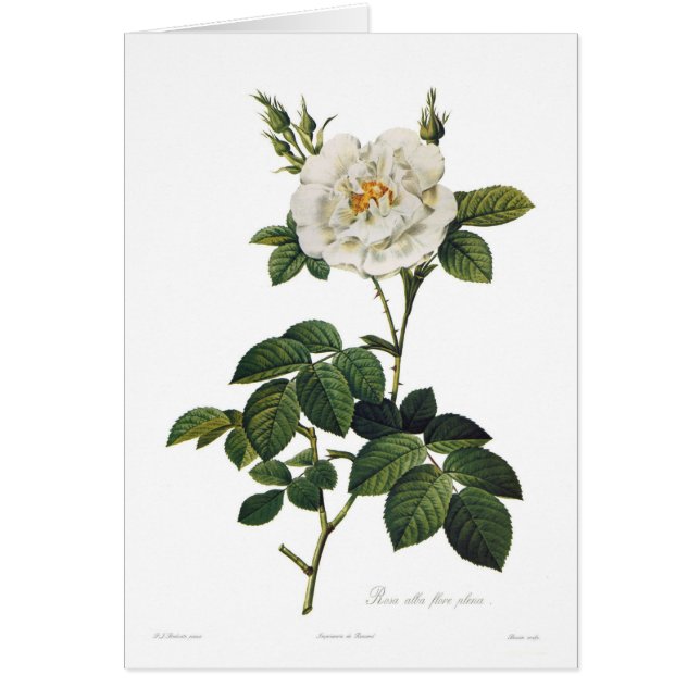 Plenos alba del flore de Rosa (Frente)