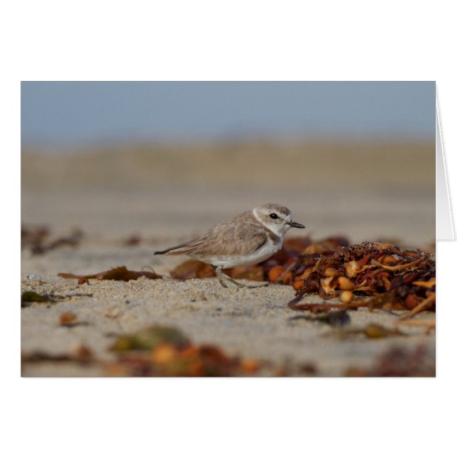 Plover y Seaweed (Anverso (Horizontal))