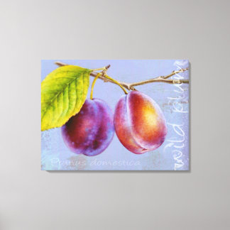 Plum silvestre - Mauve de arte Prunus domestica ca