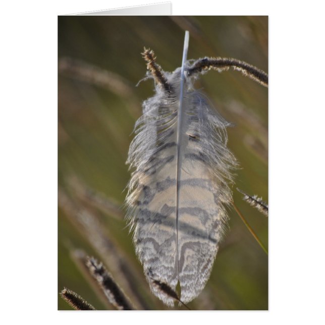 Pluma de Espíritu Todos los Días (Frente)