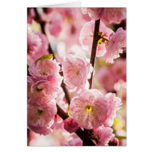 Pluma de flores - Paradismo rosa