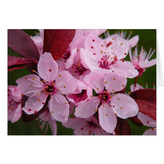 Pluma de flores - Tarjeta en blanco (Anverso (Horizontal))