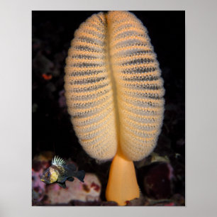 Pluma de Mar Naranja con Roca Quillback Arte Detal